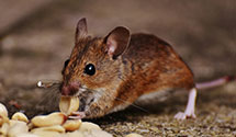 24 Hour & Emergency Exterminators in Sugar Camp, WI